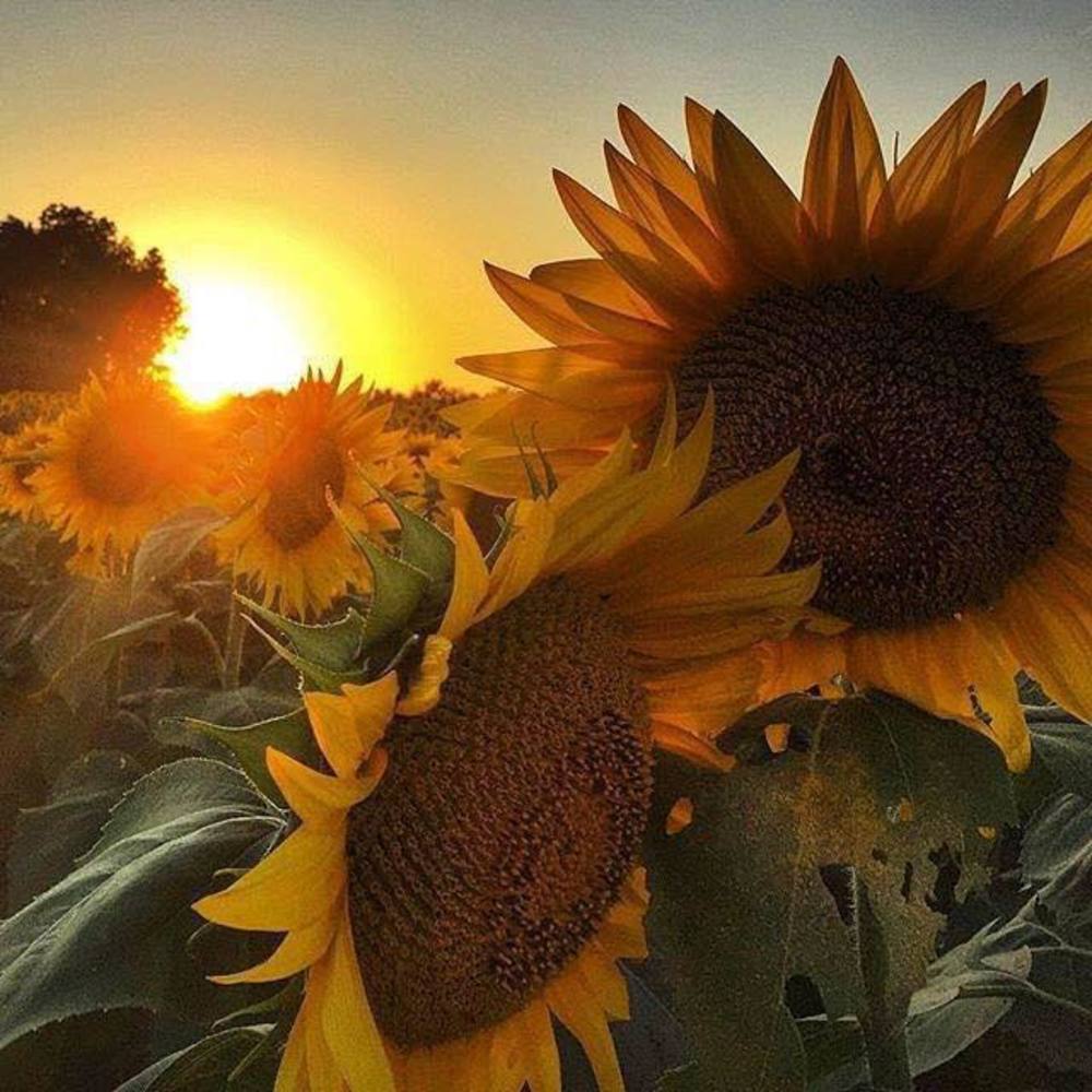 Meet your Posher, Liz beth